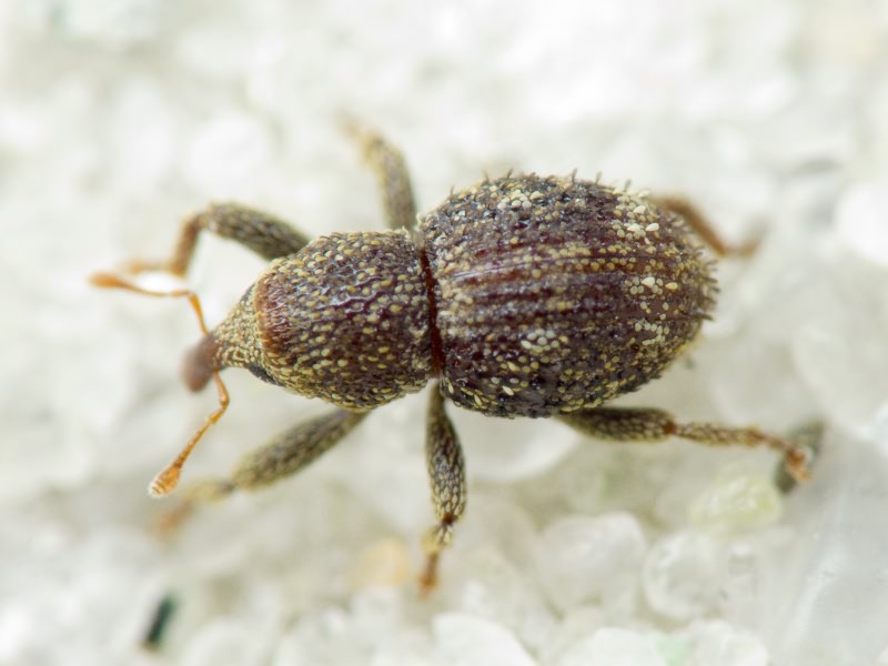 Acalles (Acalles) echinatus (Germar, 1824)